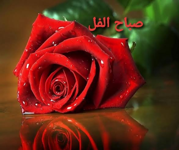 صباح الورد والياسمين للاصدقاء