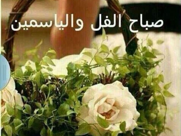 صباح الفل والياسمين