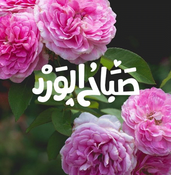 صباح الورد بالانجليزي  - صباح الورد والياسمين
