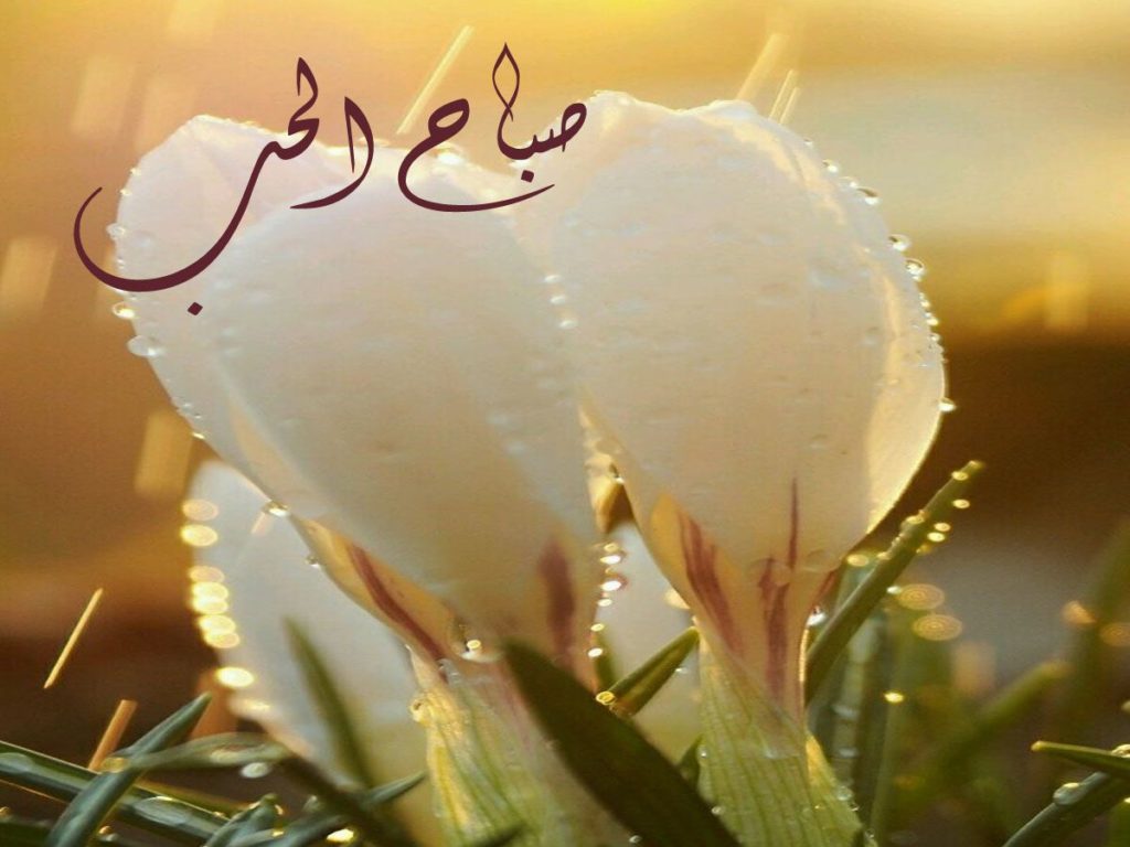 صباح الحب حبيبتي