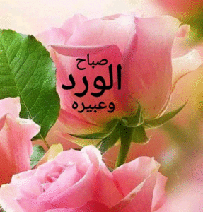 صباح الورد والياسمين صباح يسعد ويفرح الغالين