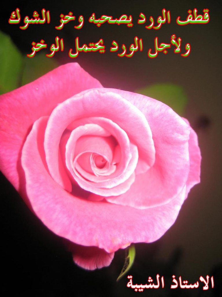 خواطر عن الورد والشوك تويتر