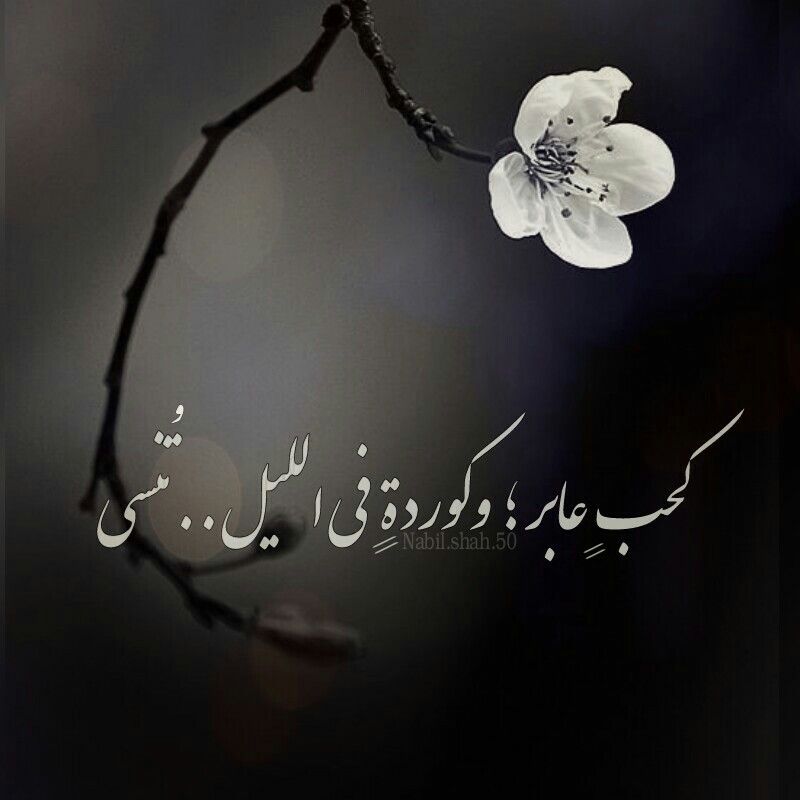 خواطر عن الليل والحب بالصور ٤