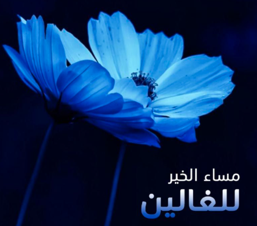 بطاقات مساء الخير حبيبي 5