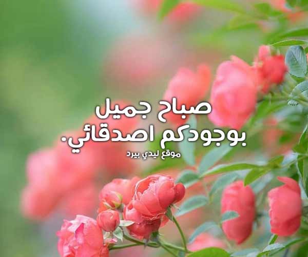 تحية صباحية للأصدقاء