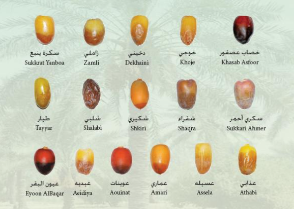 مطويات عن التمر- اسماء التمور2