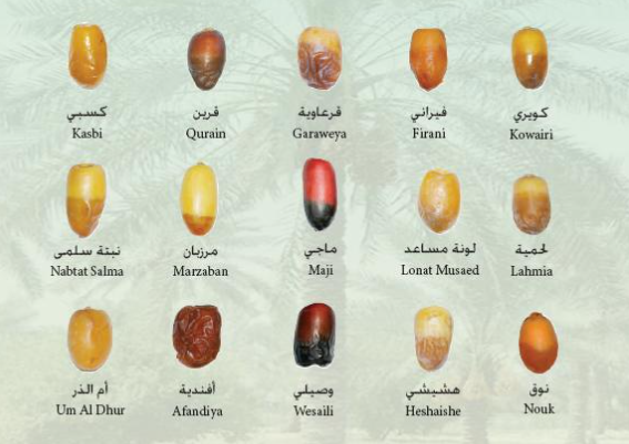 اسماء التمور3