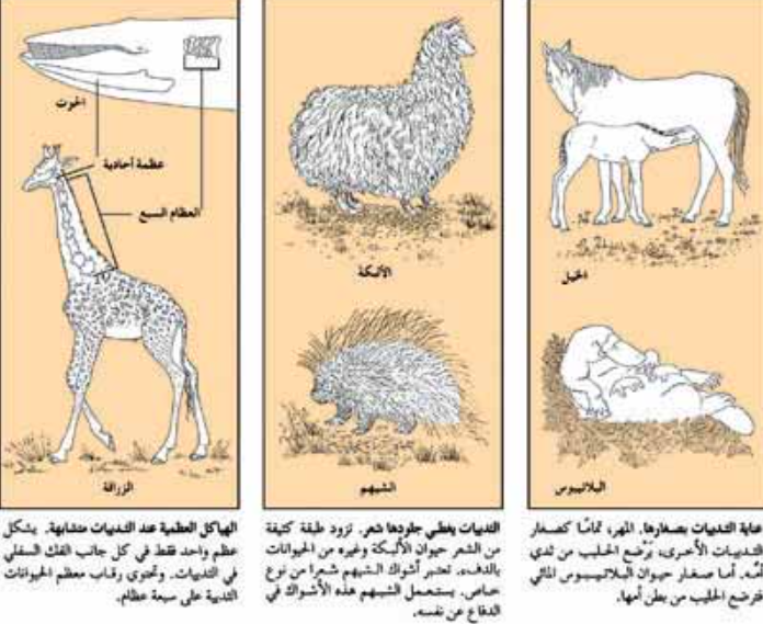 مطويات عن الثدييات 1