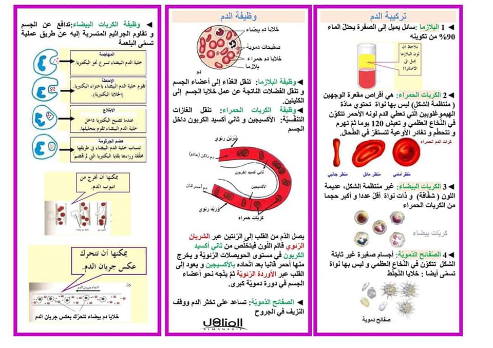 مطوية عن جهاز الدوران2