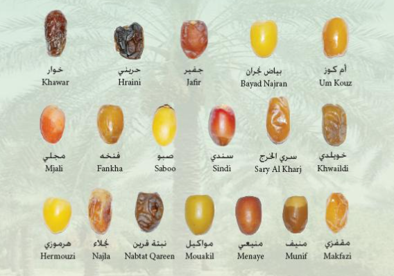 اسماء التمور4