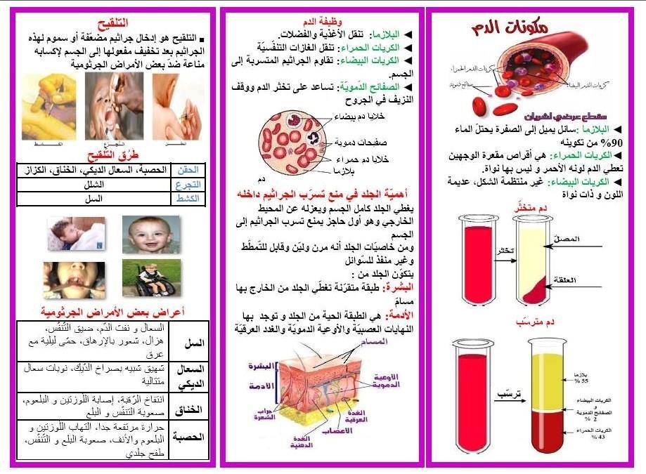 مطوية عن جهاز الدوران4