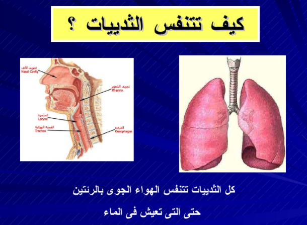 مطويات عن الثدييات6