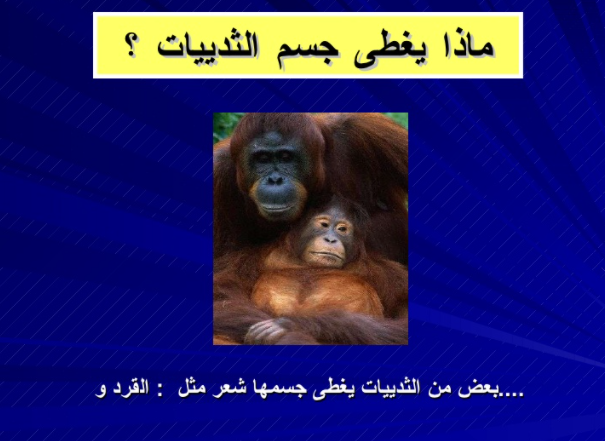 مطويات عن الثدييات7