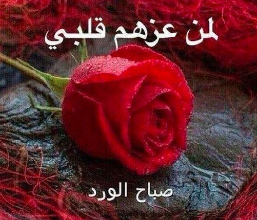 صباح الورد حبيبي