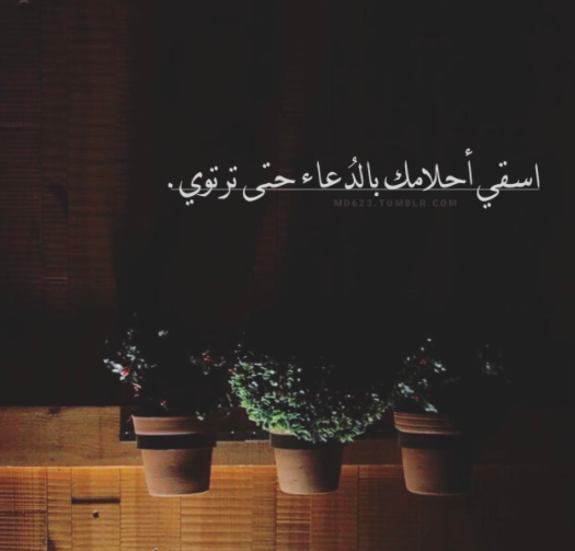 سيرة ذاتية للانستا