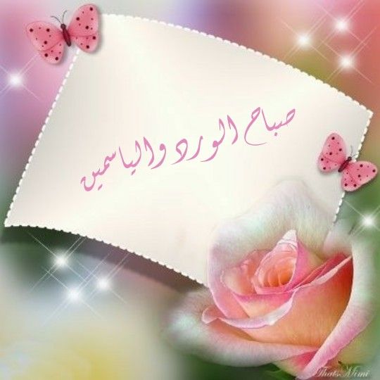 عبارات صباح الورد والياسمين