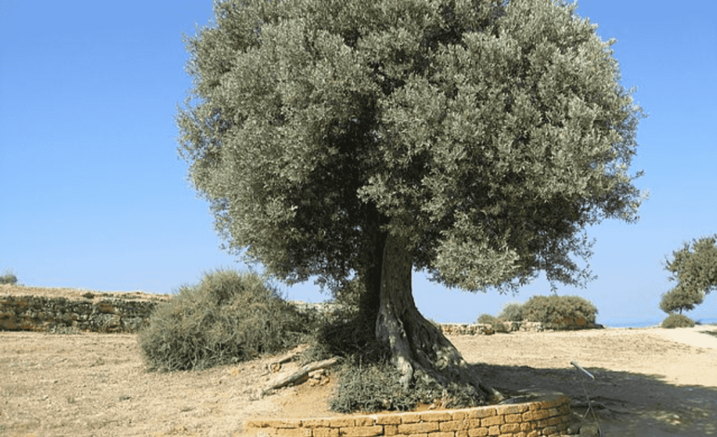 تعريف شجرة الزيتون