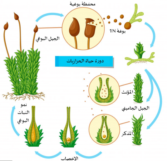 نمو الطور المشيجي في النباتات الزهرية