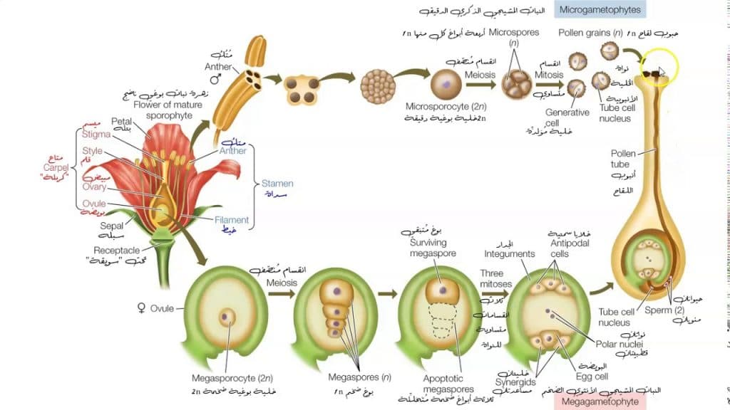 تتبع دورة حياة الفيوناريا