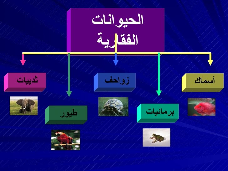 مطوية عن فصائل مجموعات الحيوانات الفقارية 2