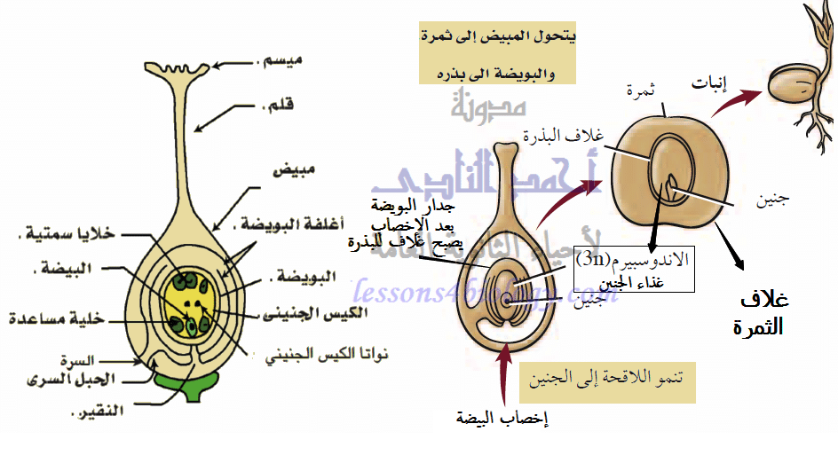 نمو الطور المشيجي في النباتات الزهرية