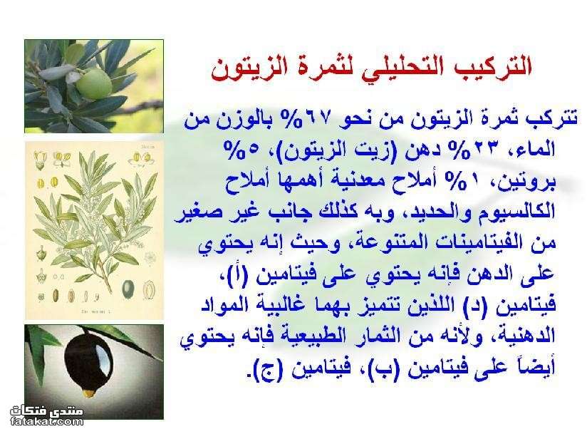 مطويات عن الزيتون 6