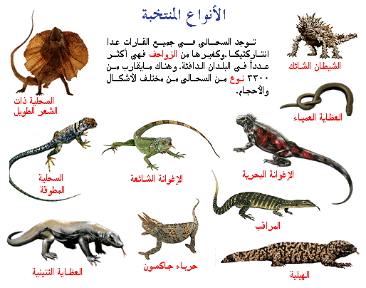 مطويات عن الزواحف 1