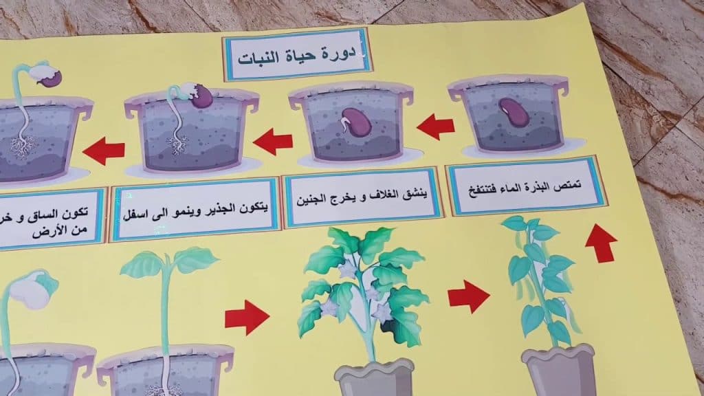 مطويات عن دورة حياة النبات 1