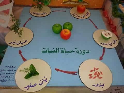 مطـويات عن دورة حياة النبات 2