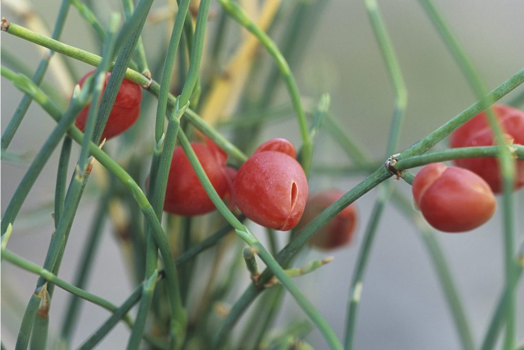 اسماء عشبة العلندة