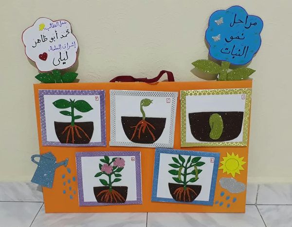 مطـويات عن دورة حياة النبات 4