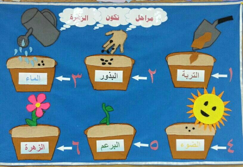 مطـويات عن دورة حياة النبات 5