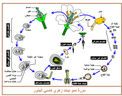 دورة النمو عند النباتات