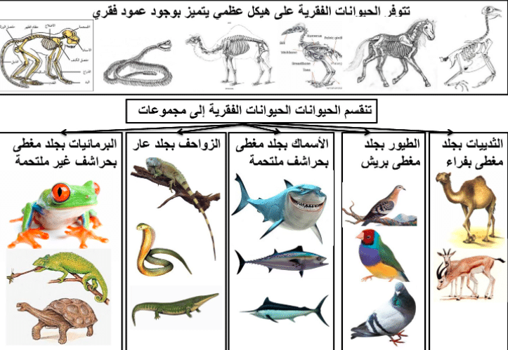 مطوية عن فصائل مجموعات الحيوانات الفقارية 5