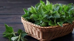 أضرار عشبة القراص
