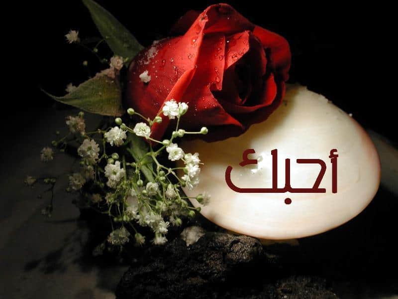 وردة حب وغرام 2