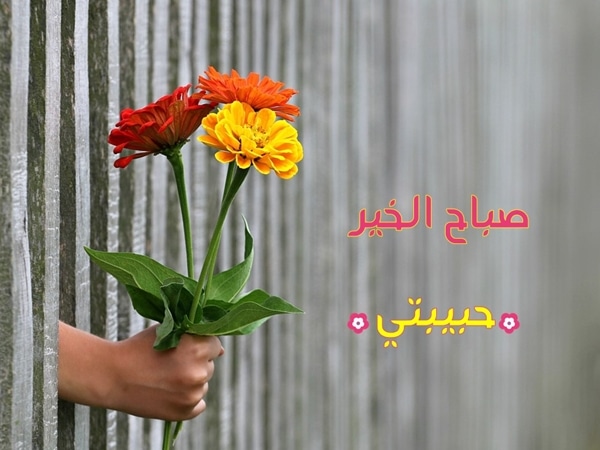 وردة حـب صباح الخير 2