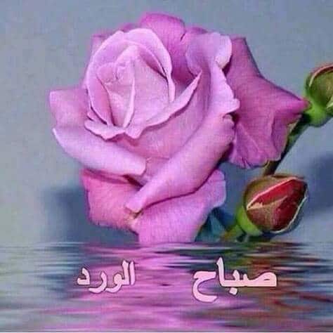 وردة حـب صباح الخير 6