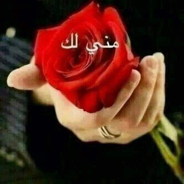 وردة حبيبتي