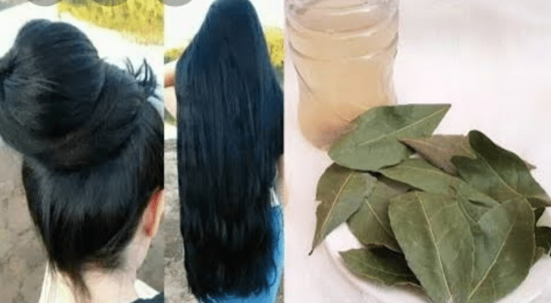 تجربتي مع ورق الغار للشعر