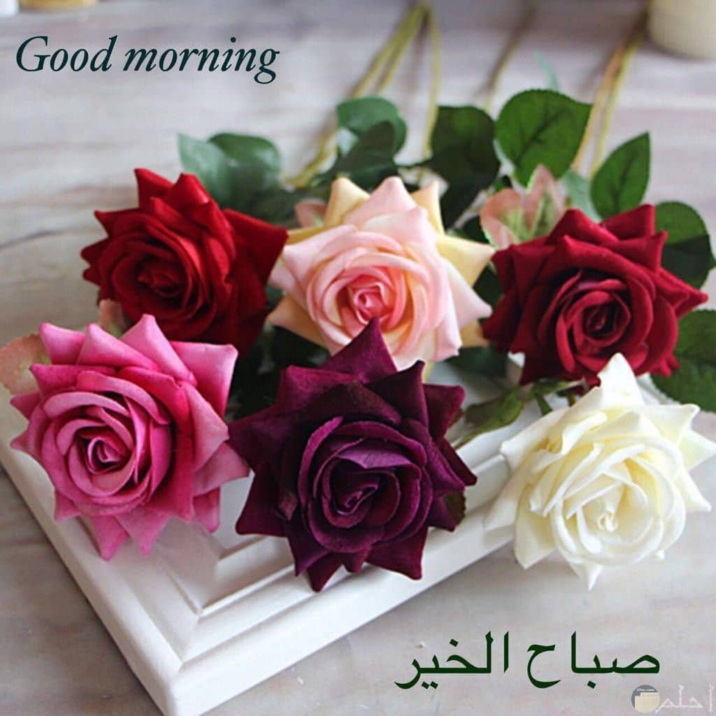 باقات ورد صباح الخير للحبيب ٢
