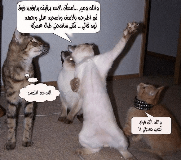 بوستات مضحكة للقطط1