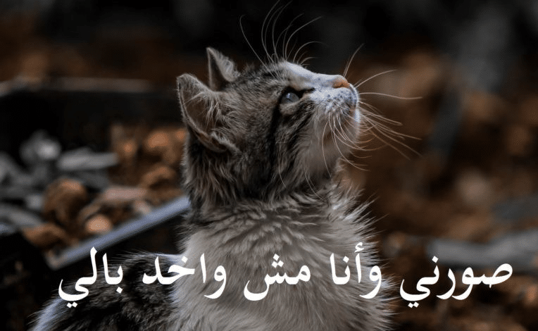 قطط مكتوب عليها كلام مضحك1