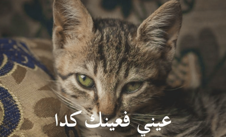 قطط مكتوب عليها كلام مضحك2