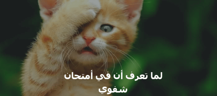 قطط مكتوب عليها كلام مضحك3
