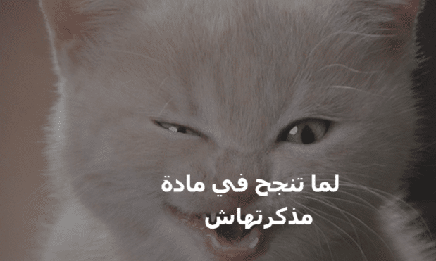 قطط مكتوب عليها كلام مضحك4