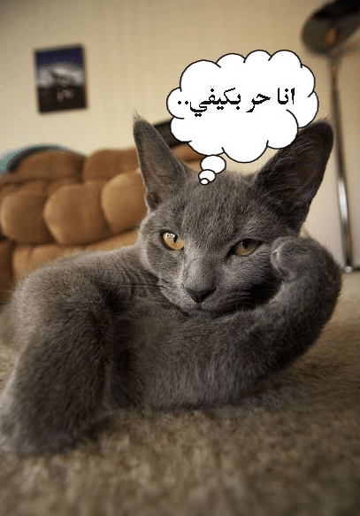 قطط حزينة مضحكة1