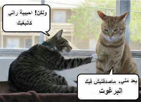 قطط حزينة مضحكة2
