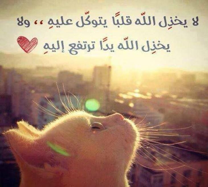 قطط مكتوب عليها كلام حزين
