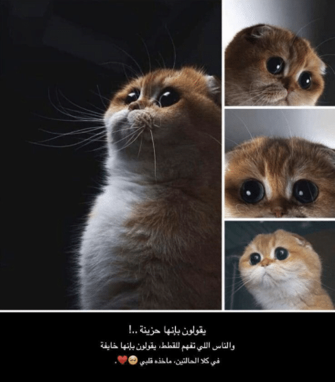 قطط مكتوب عليها كلام حزين1